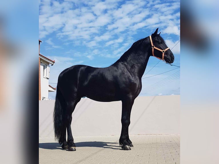 Fries paard Hengst 3 Jaar 172 cm Zwart in &#x386;&#x3C1;&#x3B3;&#x3BF;&#x3C2;