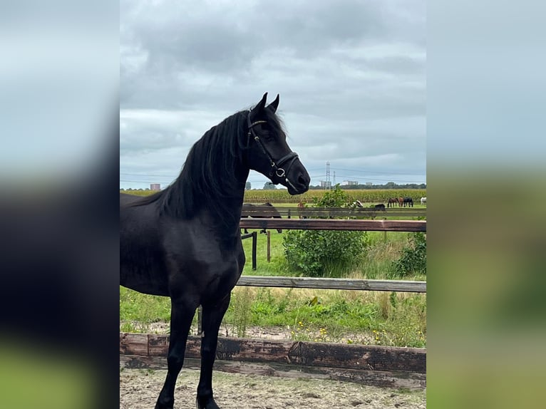 Fries paard Hengst 3 Jaar  in Frankfurt am Main