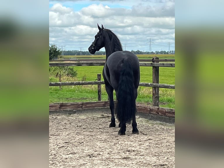 Fries paard Hengst 3 Jaar  in Frankfurt am Main