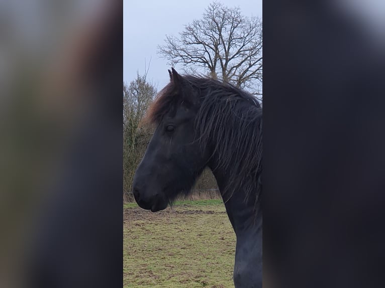 Fries paard Hengst 3 Jaar Zwart in Thevet Saint Julien