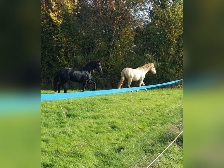 Fries paard Hengst 3 Jaar Zwart in Thevet Saint Julien