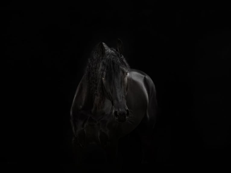 Fries paard Hengst 3 Jaar Zwart in Den Ham