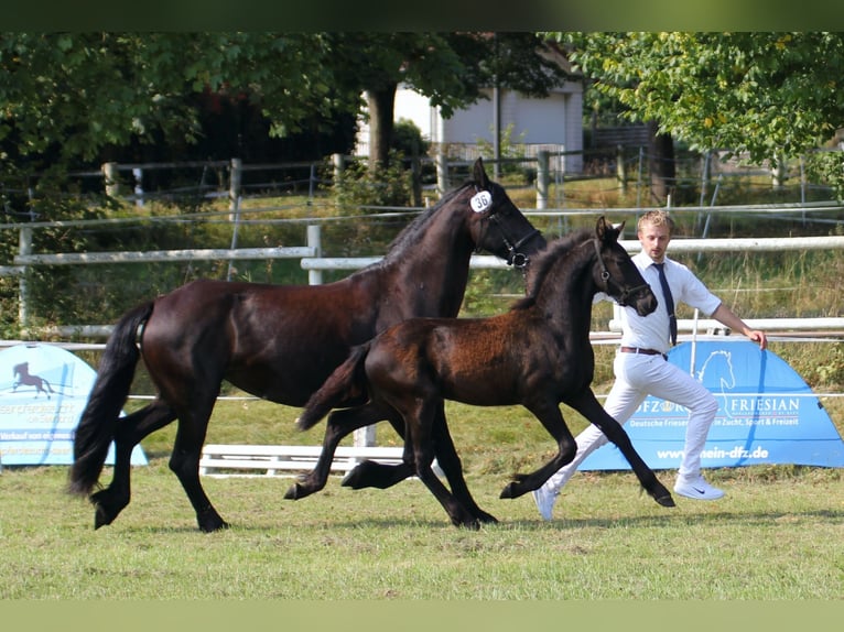 Fries paard Hengst 3 Jaar Zwart in Michelstadt