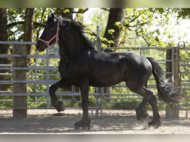 Fries paard Hengst 3 Jaar Zwart in Schöllnach