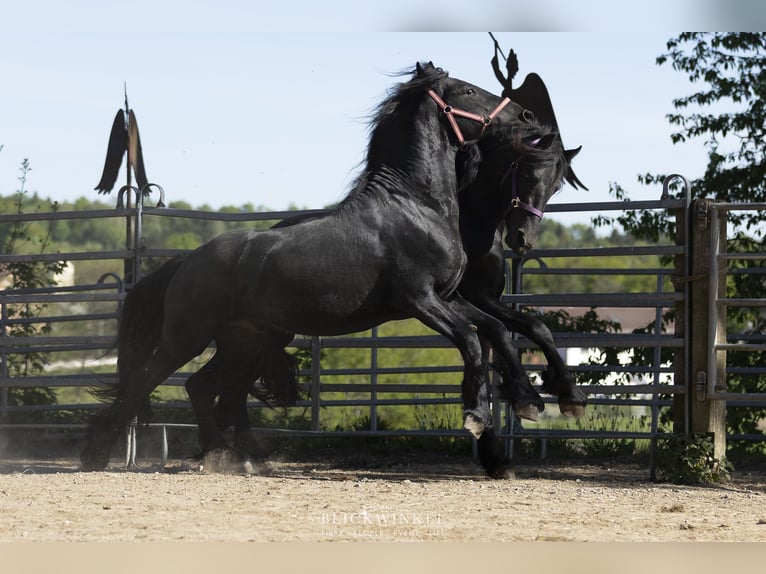 Fries paard Hengst 3 Jaar Zwart in Schöllnach