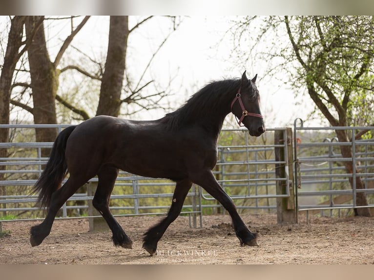 Fries paard Hengst 3 Jaar Zwart in Schöllnach