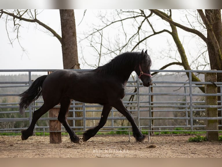 Fries paard Hengst 3 Jaar Zwart in Sch&#xF6;llnach