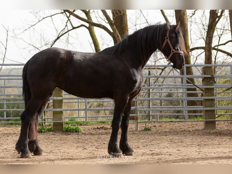 Fries paard Hengst 3 Jaar Zwart in Schöllnach