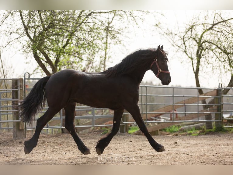 Fries paard Hengst 3 Jaar Zwart in Sch&#xF6;llnach