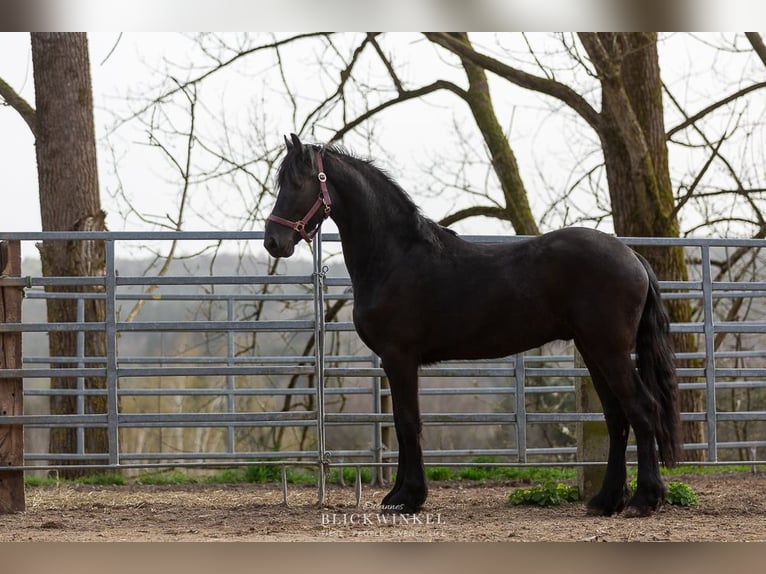 Fries paard Hengst 3 Jaar Zwart in Sch&#xF6;llnach