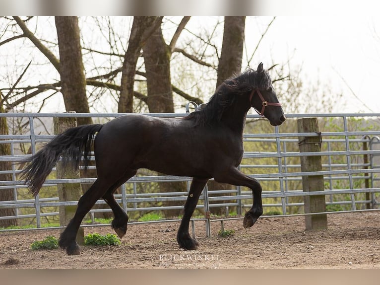 Fries paard Hengst 3 Jaar Zwart in Sch&#xF6;llnach