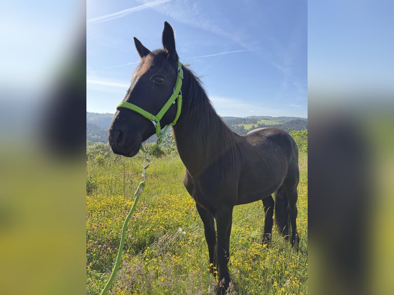 Fries paard Hengst 3 Jaar Zwart in Saint-Étienne