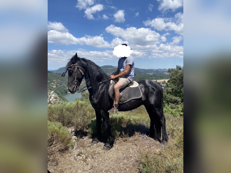 Fries paard Hengst 3 Jaar Zwart in Saint-Étienne