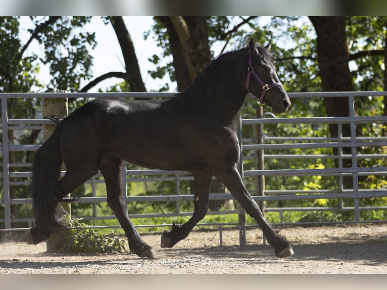 Fries paard Hengst 3 Jaar Zwart in Schöllnach