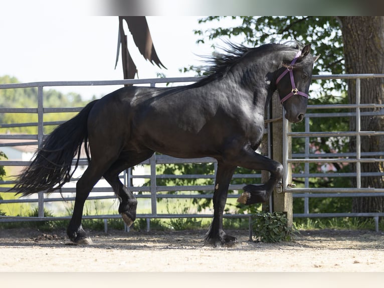 Fries paard Hengst 3 Jaar Zwart in Schöllnach