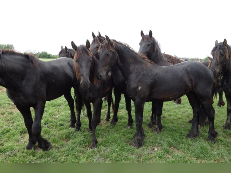 Fries paard Hengst 4 Jaar 155 cm in Tzummarum