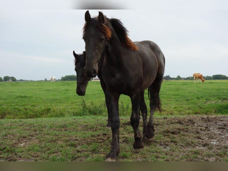 Fries paard Hengst 4 Jaar 155 cm in Tzummarum