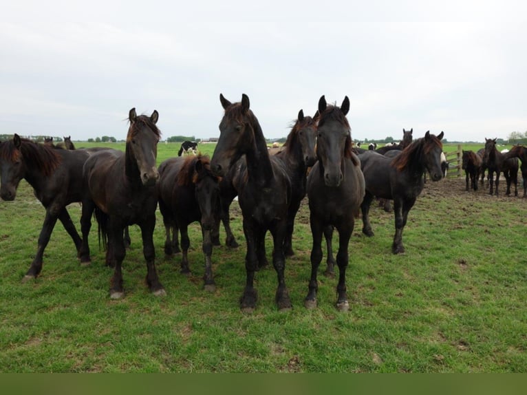 Fries paard Hengst 4 Jaar 155 cm in Tzummarum