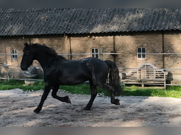 Fries paard Hengst 4 Jaar 155 cm Zwart in Tzummarum