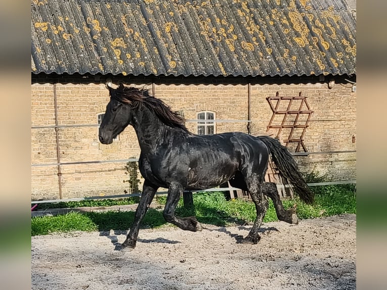 Fries paard Hengst 4 Jaar 155 cm Zwart in Tzummarum