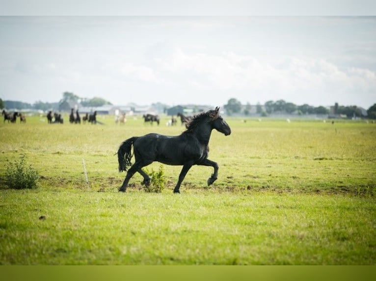 Fries paard Hengst 4 Jaar 155 cm Zwart in Tzummarum