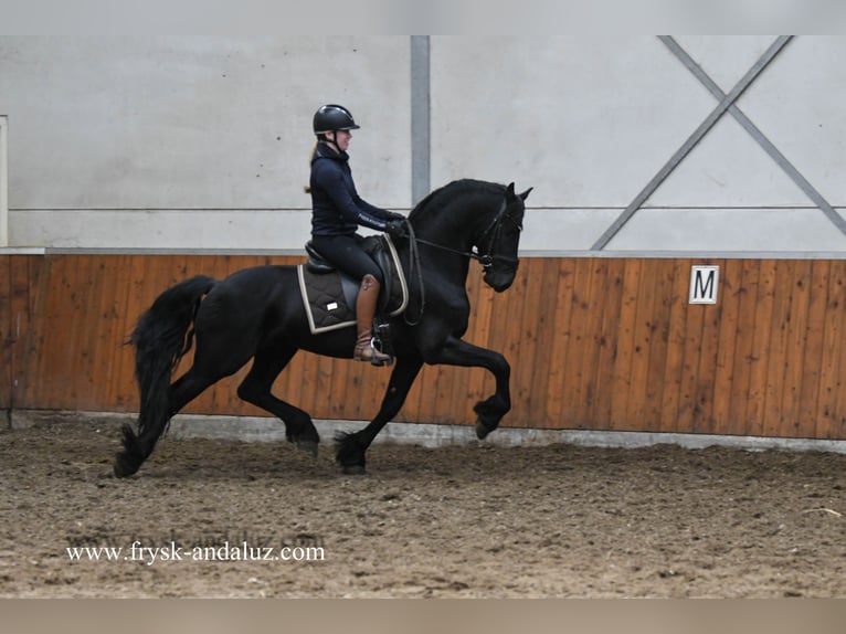 Fries paard Hengst 4 Jaar 159 cm Zwart in Mijnsheerenland