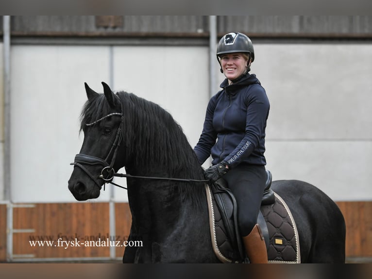 Fries paard Hengst 4 Jaar 159 cm Zwart in Mijnsheerenland
