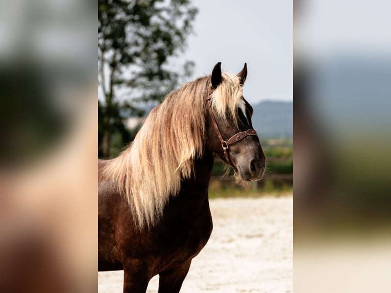 Fries paard Hengst 4 Jaar 160 cm Donkere-vos in GUERLEDAN