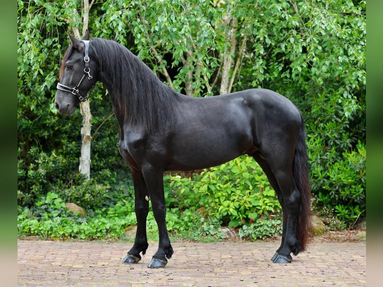 Fries paard Hengst 4 Jaar 160 cm Zwart in Wapse