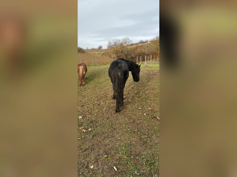 Fries paard Hengst 4 Jaar 161 cm Zwart in Laucha