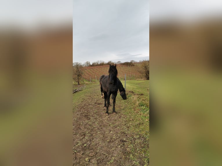 Fries paard Hengst 4 Jaar 161 cm Zwart in Laucha