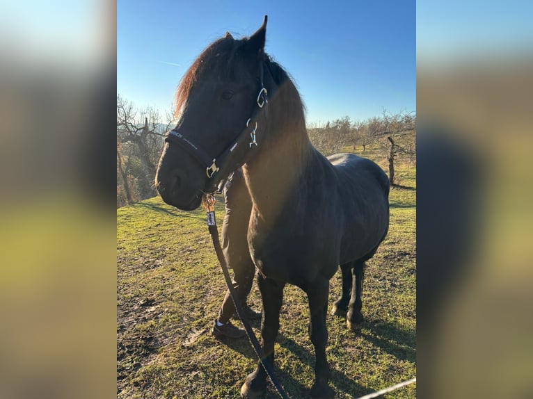 Fries paard Hengst 4 Jaar 161 cm Zwart in Laucha