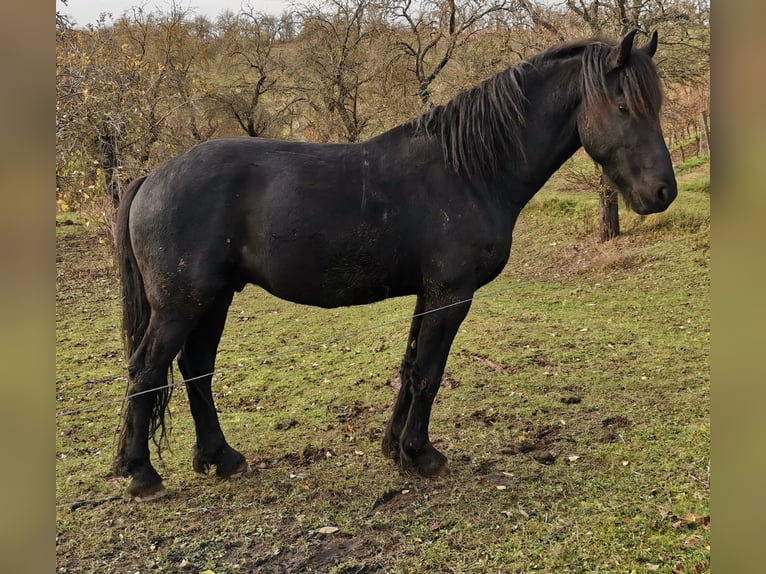 Fries paard Hengst 4 Jaar 161 cm Zwart in Laucha