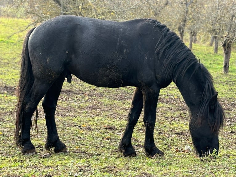 Fries paard Hengst 4 Jaar 161 cm Zwart in Laucha