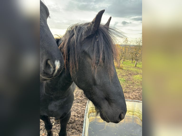 Fries paard Hengst 4 Jaar 161 cm Zwart in Laucha