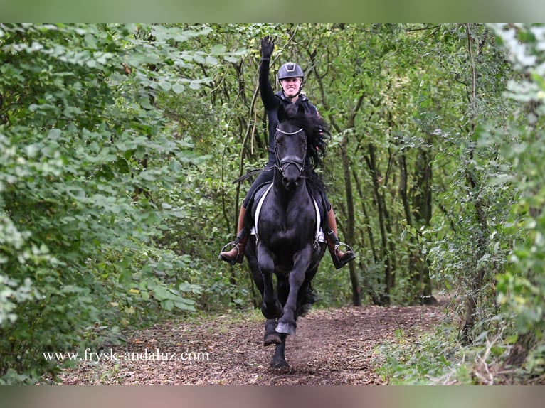 Fries paard Hengst 4 Jaar 162 cm Zwart in Mijnsheerenland