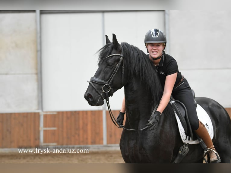 Fries paard Hengst 4 Jaar 162 cm Zwart in Mijnsheerenland
