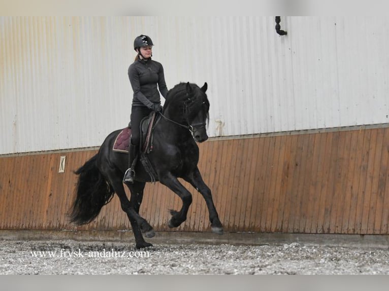 Fries paard Hengst 4 Jaar 162 cm Zwart in Mijnsheerenland