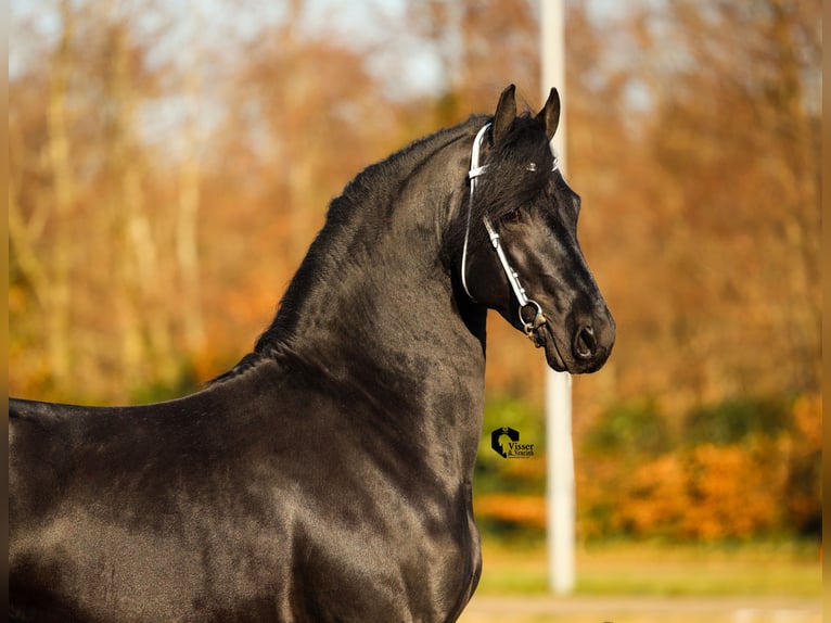 Fries paard Hengst 4 Jaar 163 cm in Drachten