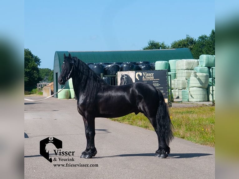 Fries paard Hengst 4 Jaar 163 cm in Drachten