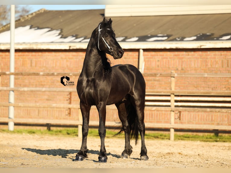 Fries paard Hengst 4 Jaar 163 cm in Drachten