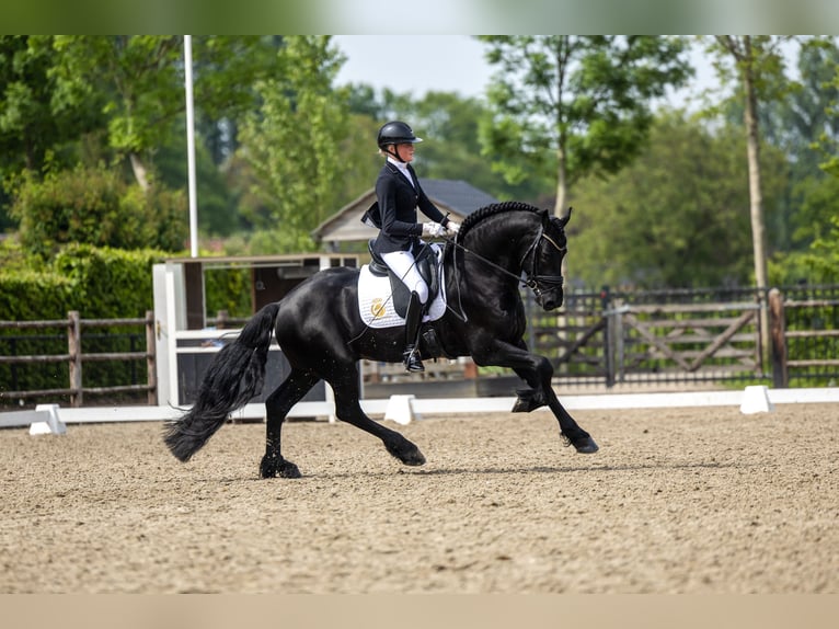 Fries paard Hengst 4 Jaar 163 cm Zwart in Aalsmeer