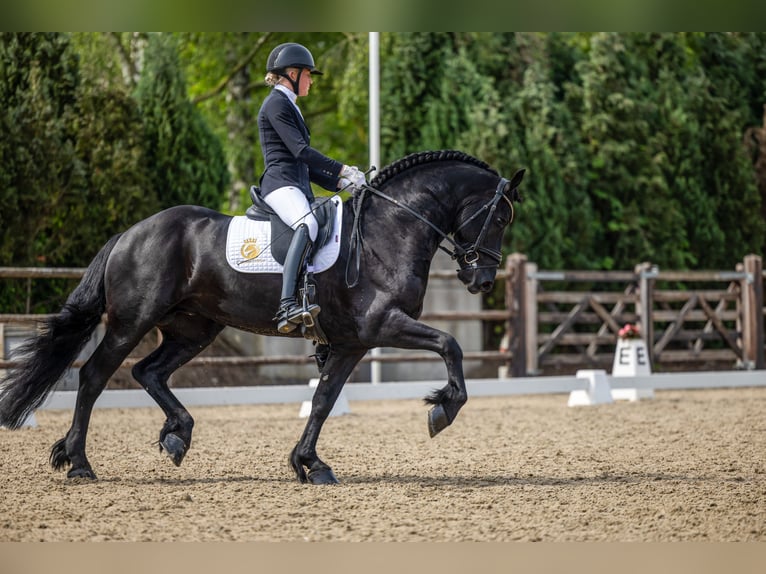 Fries paard Hengst 4 Jaar 163 cm Zwart in Aalsmeer