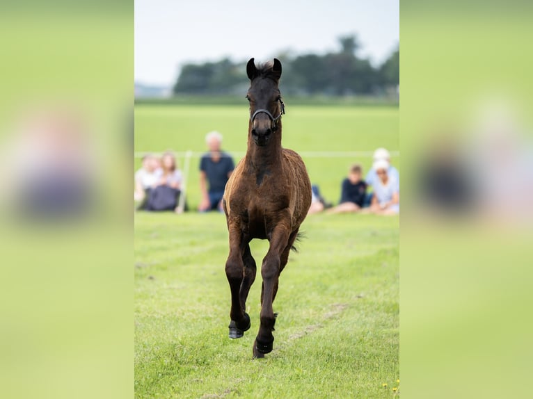 Fries paard Hengst 4 Jaar 163 cm Zwart in Ternaard