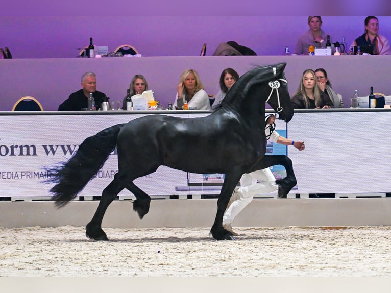 Fries paard Hengst 4 Jaar 163 cm Zwart in Ternaard
