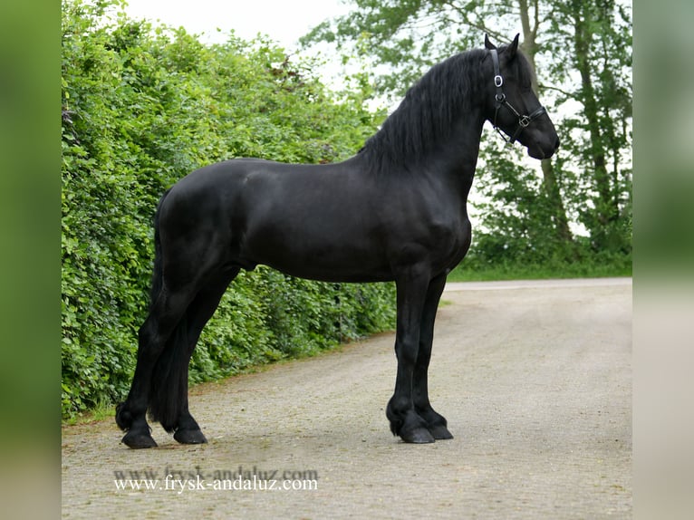 Fries paard Hengst 4 Jaar 163 cm Zwart in Mijnsheerenland