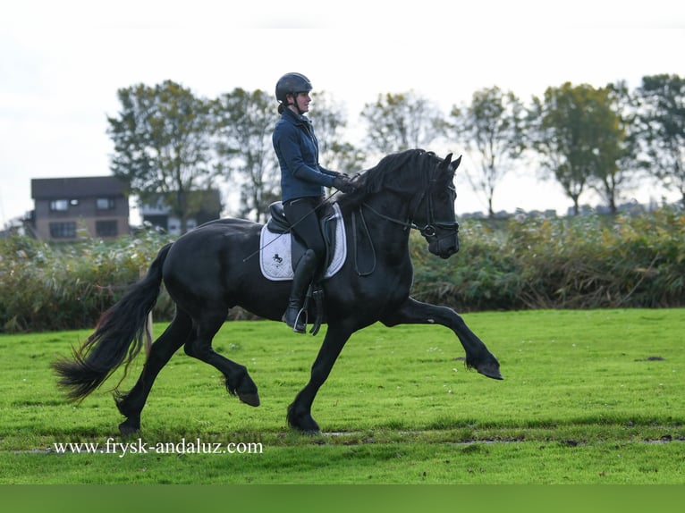 Fries paard Hengst 4 Jaar 163 cm Zwart in Mijnsheerenland