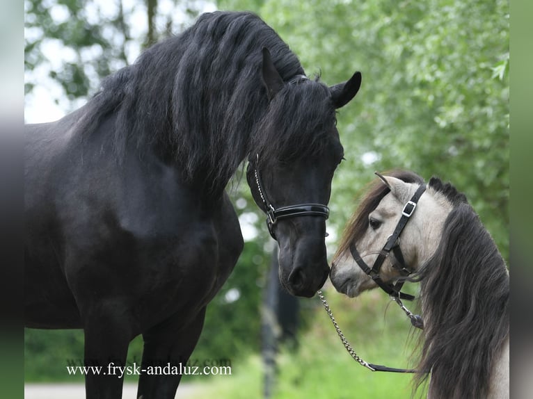 Fries paard Hengst 4 Jaar 163 cm Zwart in Mijnsheerenland