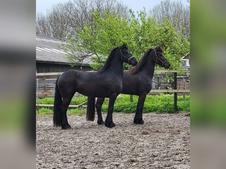 Fries paard Hengst 4 Jaar 163 cm Zwart in Holland