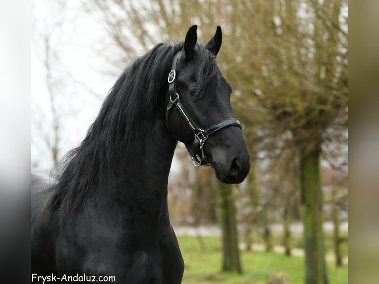 Fries paard Hengst 4 Jaar 163 cm Zwart in Mijnsheerenland